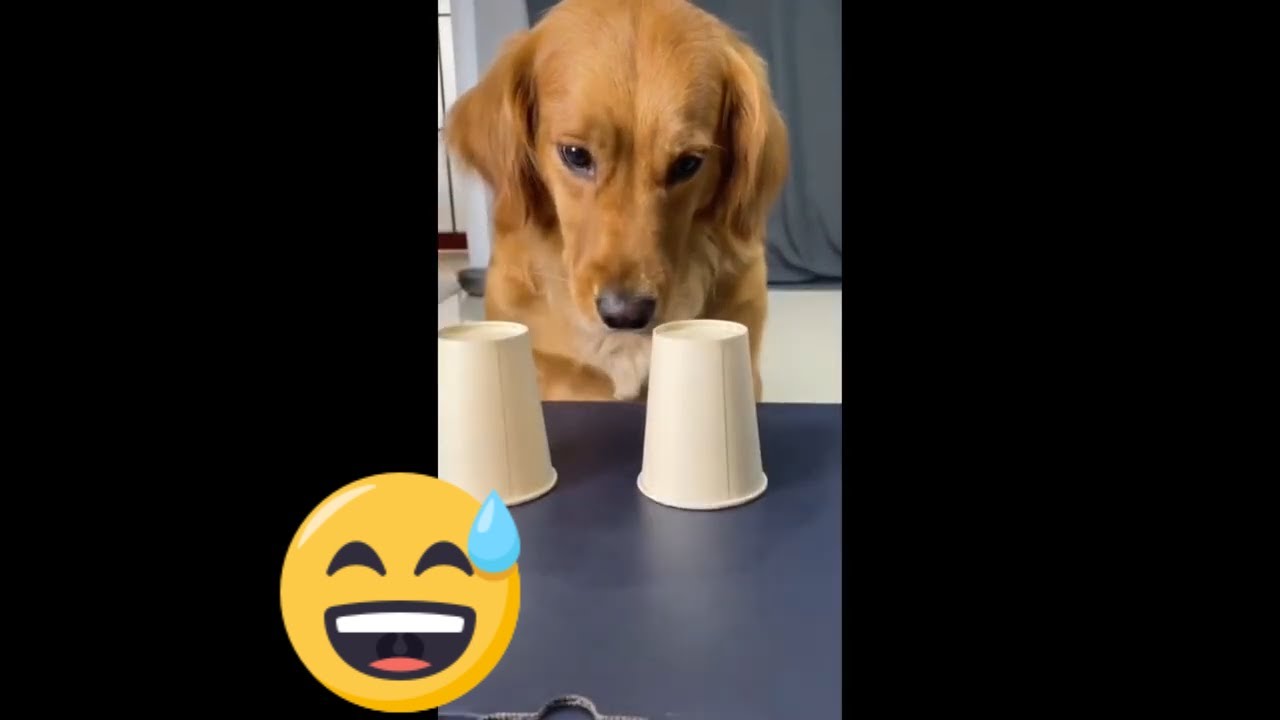 Funny pet videos